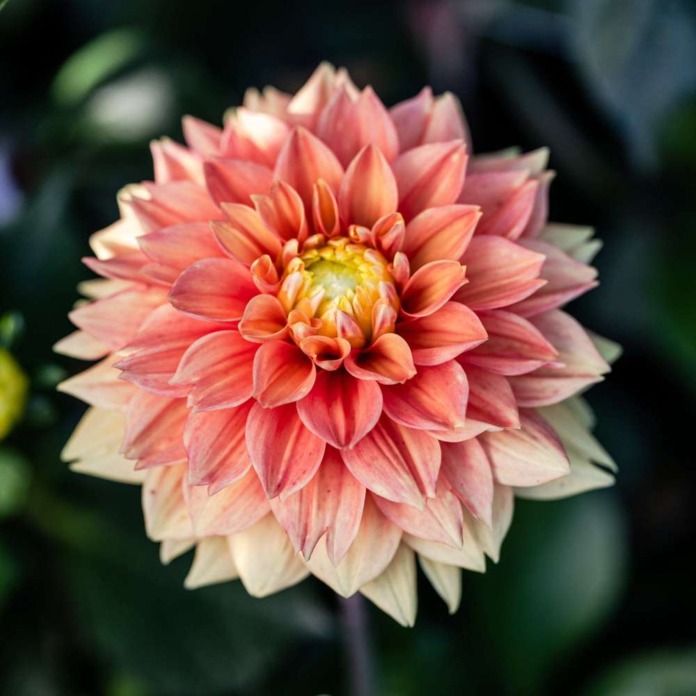 Dahlia 'Sunset Tropicana'